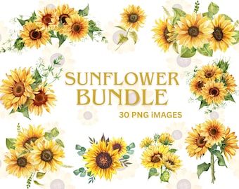 Paquete de 30 imágenes prediseñadas PNG de girasoles en acuarela, paquete de girasoles PNG, Canva (descarga digital)
