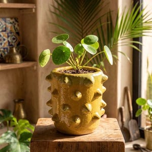 May include: A Pilea peperomioides plant with round, green leaves potted in a cylindrical, mustard-yellow ceramic planter featuring a textured surface with protruding, rounded spikes arranged in a repeating pattern around the exterior.