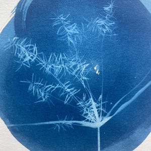 May include: A cyanotype print featuring a white silhouette of a delicate, feathery plant stem with multiple branching leaves centered within a circular, deep blue wash on a textured white paper background, capturing fine botanical details.