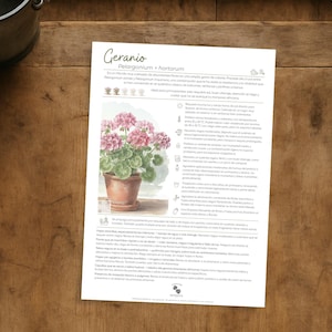 May include: A botanical illustration of a geranium plant in a terracotta pot, with pink flowers and green leaves, is featured on a white paper. The paper is on a wooden surface, with a metal bucket and black scissors nearby. The text "Geranio" is visible.