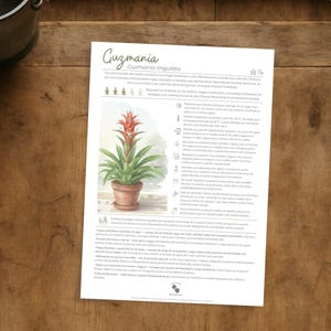 May include: A printed sheet with the name "Guzmania" and "Guzmania lingulata" in cursive. The sheet features a watercolor illustration of a Guzmania plant in a terracotta pot, with a red flower and green leaves. A pair of black scissors is on the right.
