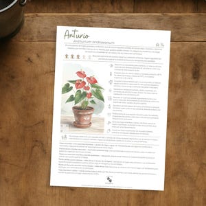 May include: A printed sheet with the title "Anturio" and an illustration of an Anthurium plant with red flowers in a brown pot. Black scissors and a metal bucket are on a wooden surface.