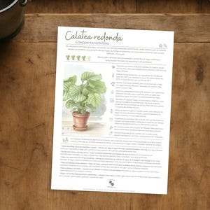 May include: A printed sheet titled "Calathea redonda" with plant care instructions and an illustration of a potted plant. The sheet is on a wooden surface, with a metal bucket and scissors nearby.