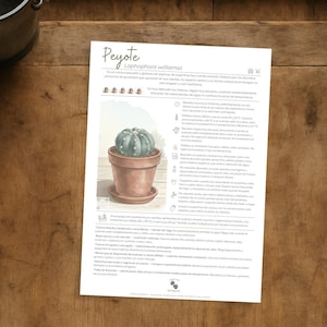 May include: A botanical illustration of a Peyote cactus (Lophophora williamsii) in a terracotta pot, with a saucer. The image is on a white sheet of paper with text. A pair of black scissors and a metal bucket are on a wooden surface.