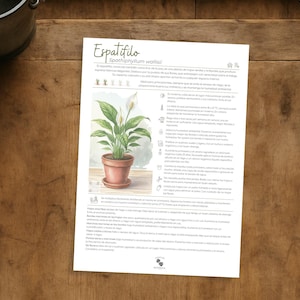 May include: A botanical illustration of a Spathiphyllum wallisii plant in a terracotta pot, with a white flower. The image is on a white paper with text. A pair of black scissors and a metal bucket are also visible.