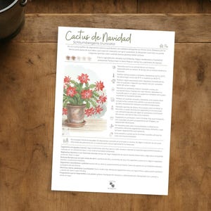 Può includere: Un foglio stampato con il titolo "Cactus de Navidad" e un'illustrazione di un cactus di Natale in vaso con fiori rossi. Il foglio è su una superficie di legno, con un secchio di metallo e forbici visibili.