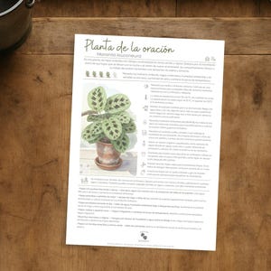 May include: A printed sheet with the title "Planta de la oración" and an illustration of a prayer plant in a terracotta pot. The sheet is on a wooden surface, with a small metal bucket and black scissors nearby.