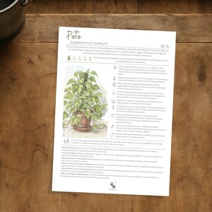 Puede incluir: Ilustración botánica de una planta de Poto en una maceta de terracota, con hojas y tallos detallados. La imagen está sobre papel blanco con texto, colocada sobre una superficie de madera, con unas tijeras negras y un cubo de metal.