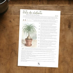 Ficha de cuidados Pata de elefante (Beaucarnea recurvata) | Guía botánica digital en PDF para amantes de las plantas.