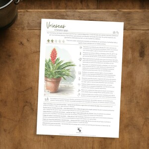 May include: A printed sheet with the title "Vrieseas" and an illustration of a Vriesea plant in a terracotta pot. The sheet is on a wooden surface, with a metal bucket and black scissors in the background.