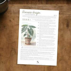 May include: A printed sheet with the title "Alocasia dragon" and an illustration of a potted plant. The sheet is on a wooden surface, with a metal bucket and black scissors nearby. The text provides plant care information.