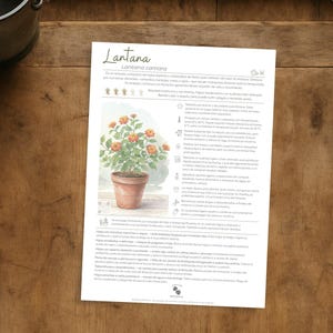 May include: A botanical illustration of a Lantana plant in a terracotta pot, with orange flowers and green leaves, is featured on a white paper. The paper has text and is on a wooden surface, with a metal bucket and scissors.