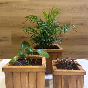 May include: Three wooden square planters of varying sizes, each filled with different green and red plants. The planters have a natural wood finish and are arranged on a white surface against a wood-panelled background.