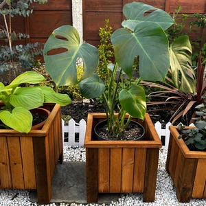 May include: Three square wooden planters with a natural brown finish, each featuring vertical slats and sturdy corner posts. The planters hold a variety of green plants, including a large-leafed Monstera and a bright green hosta, arranged in a row.