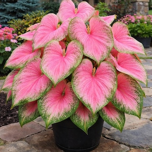 May include: A potted Caladium plant with large, heart-shaped leaves. The leaves are primarily bright pink with green edges and veins. The plant is in a black plastic pot, set on a stone patio. Other plants and foliage are visible in the background.
