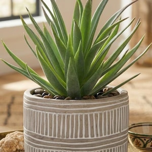 May include: A green succulent plant with pointed leaves potted in a cylindrical ceramic planter. The planter features a light brown finish with white vertical etched lines arranged in two horizontal bands around the exterior surface.