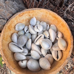 Natural Cowrie Shells African Cowry for Beads, Pendants, Decorations