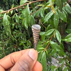 Iwo Etu: African Duiker Horn