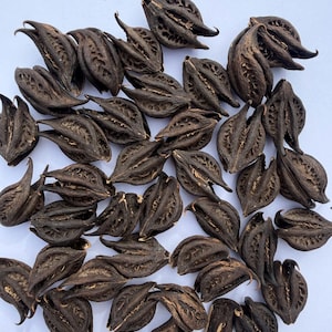 Tigerkralle: Martynia Annua Getrocknete Früchte, Teufelskralle Rohsamen, Bichhu Phal, Kaknasa, Kakanasika