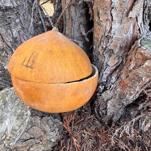 May include: A halved, round, orange gourd with a rough texture. The top half of the gourd has a few etched lines. The gourd is resting among tree bark and dried foliage. The gourd appears to be a natural craft item.
