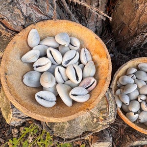 Può includere: Due ciotole rustiche in legno piene di conchiglie di ciprea bianche e grigie, ciascuna con una fessura nera. Le ciotole sono poste su un ceppo d'albero, con uno sfondo di legno naturale e corteccia. Le conchiglie hanno un aspetto liscio e lucido.