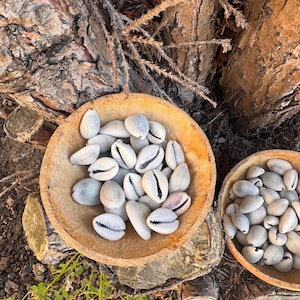 Puede incluir: Dos cuencos de madera llenos de conchas de cauri blancas y grises. Los cuencos están colocados sobre un tronco de árbol con corteza rugosa y rodeados de follaje verde. Las conchas tienen una abertura en forma de hendidura.