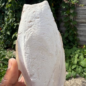May include: A white cuttlebone featuring a distinct, symmetrical, and intricate ridge pattern across its surface. The oval-shaped structure has a porous, chalky texture with a slightly curved profile and a tapered top edge.