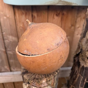 Traditional gourd, calabash food drink local container, spiritual soap - 15cm medium