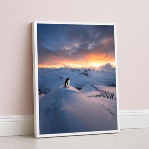 May include: A framed print featuring a penguin standing atop a snow-covered hill, with a dramatic sunset in the background. A group of penguins marches in the distance. The sky is a mix of orange, yellow, and blue.