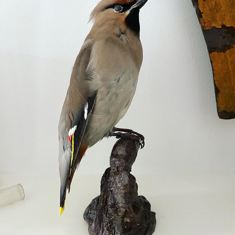 Taxidermy Birds - Etsy