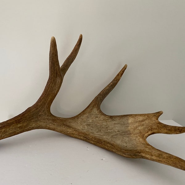 Moose Antlers - Etsy