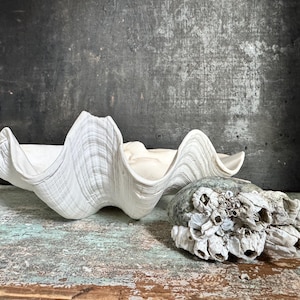 May include: A large, off-white giant clam shell with a deeply scalloped, wavy edge and visible growth ridges, positioned next to a rounded, greyish-green stone cluster covered in numerous small, white, conical barnacle shells.