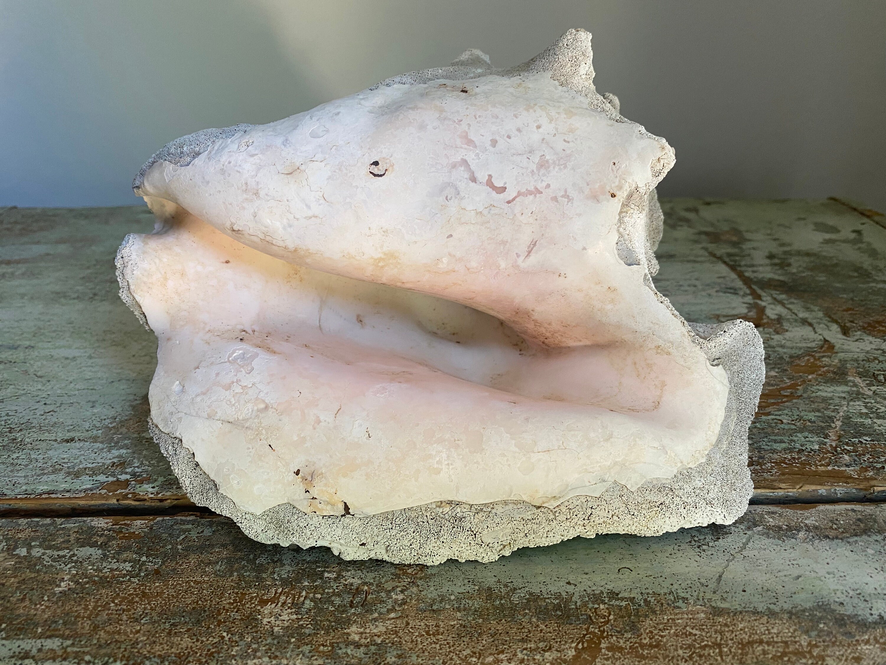 Vintage Fossilized Sea Conch Shell - Etsy