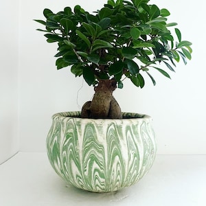 May include: A bonsai tree with vibrant green leaves and a thick, textured trunk. The tree is planted in a round, decorative pot with a green and white marbled pattern. The pot sits on a white surface.