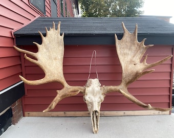 Top Rack Moose Moose With Rack - Etsy
