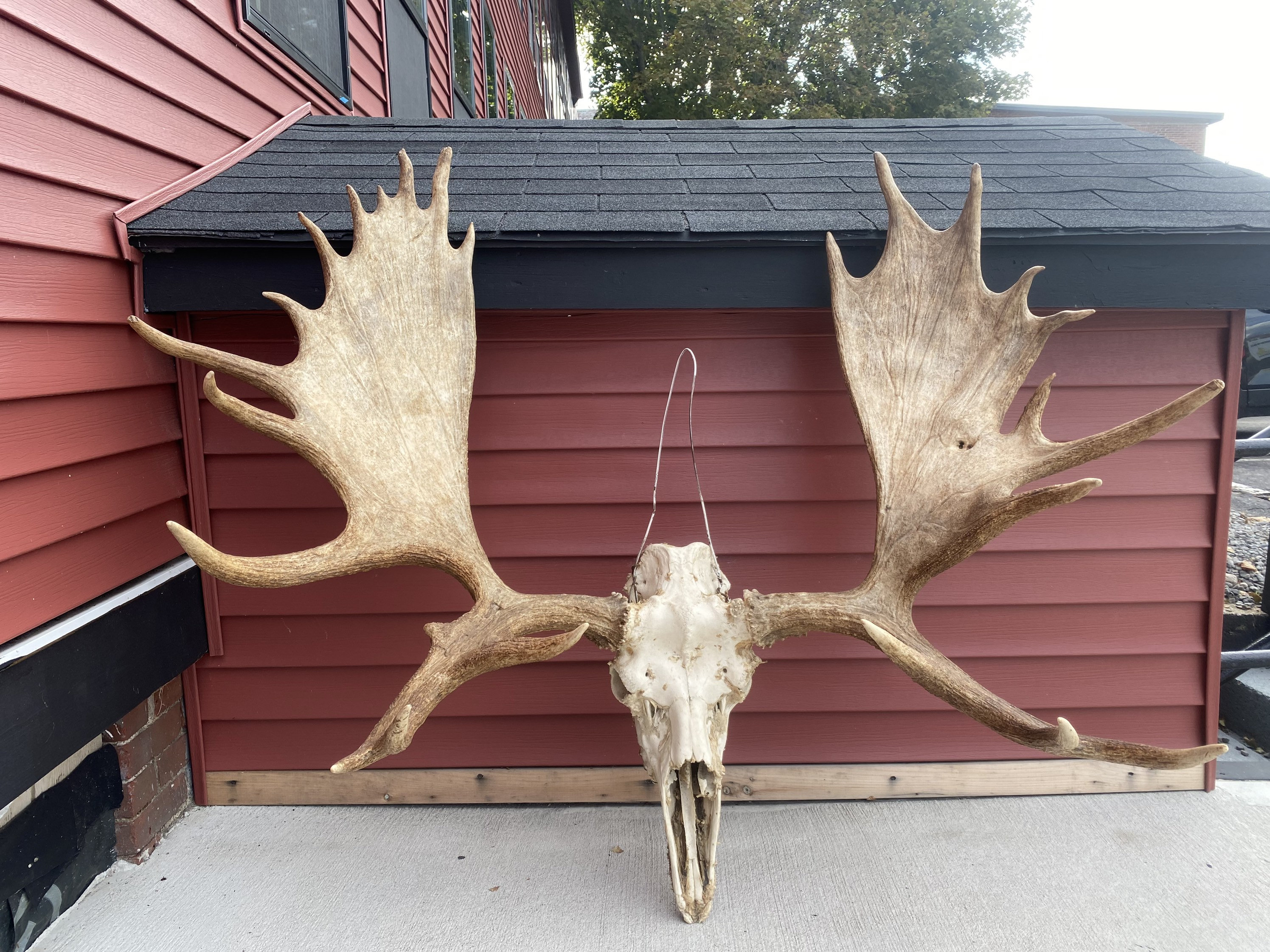 Vintage Moose Antler Rack With the Skull READ DESCRIPTION 57