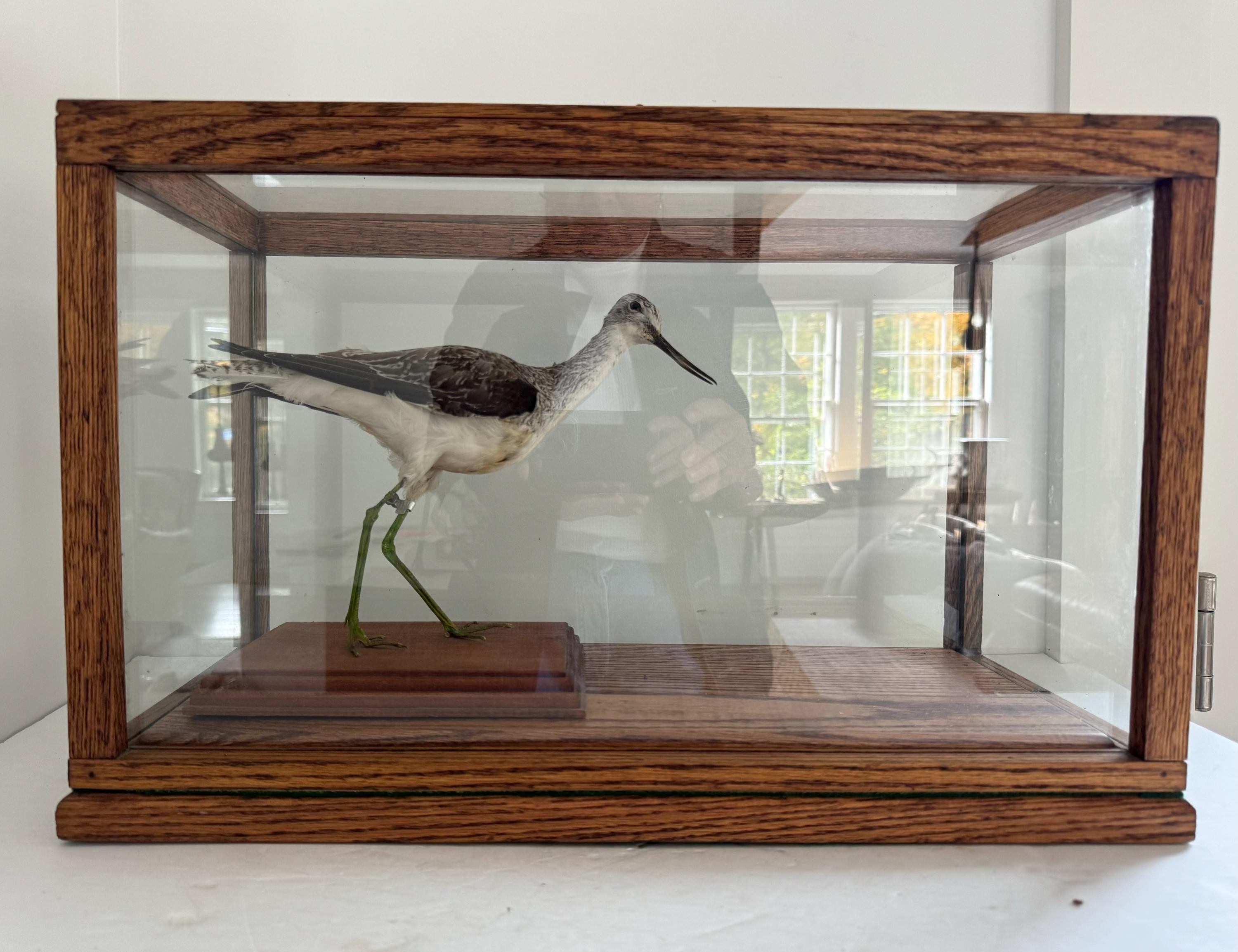 Vintage Terrarium / Taxidermy display / glass display