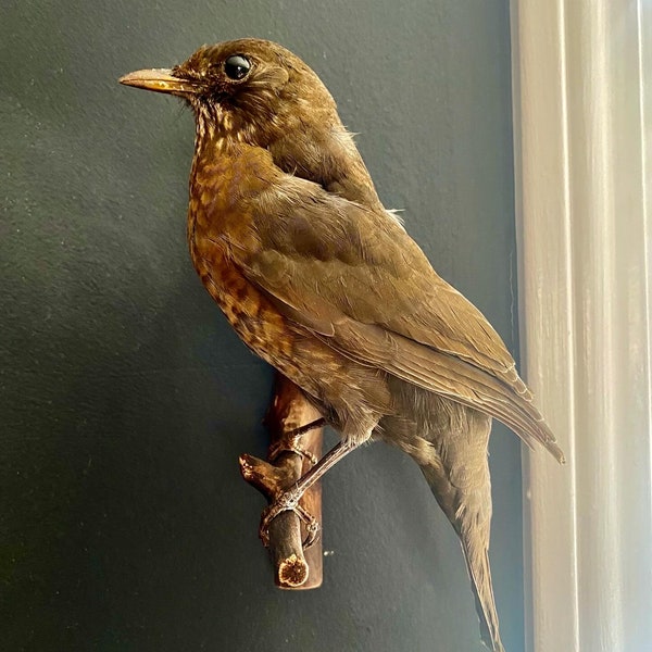 Vintage Taxidermy Bird