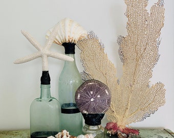 Vintage Sea Shell / bottle with sea shell