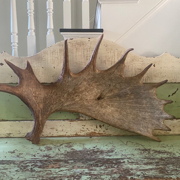 Antler Rack - Etsy