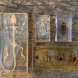 May include: Four clear resin blocks containing preserved specimens. The first block shows a lizard skeleton. The second block shows a bat skeleton. The third block shows a cockroach. The fourth block shows the life cycle of a cockroach, with four stages labeled 1 through 4.