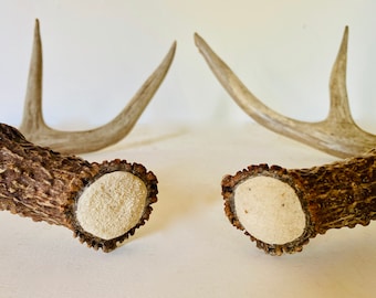May include: Two brown deer antlers with white tips. The antlers are curved and have a rough texture.