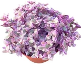 Callisia Repens Pink Lady Plant – żywy korzeń, 4-calowa roślina żółwiowa, sukulent, dekoracja wnętrz