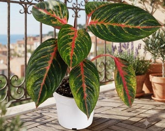 Aglaonema Garnet Live Plant | Chinese Evergreen Houseplant