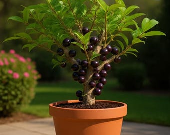 Live Jaboticaba Plant | Black Fruit Tree | 1 Ft Tall Starter