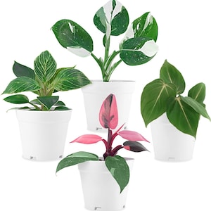 Philodendron Pink Birkin Live Plant - Etsy