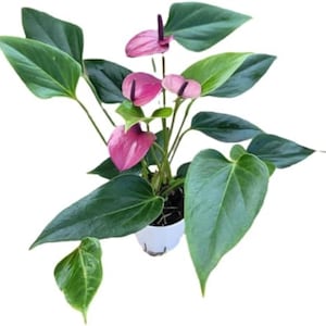 Anthurium Purple Plant – Live Indoor Air Purifying Flowering Houseplant in 4” Pot