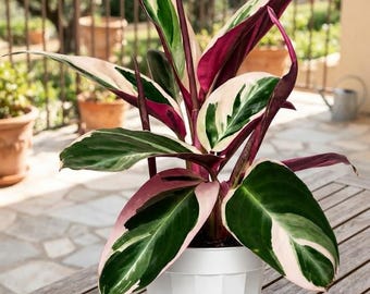 Stromanthe Triostar Live Plant | Colorful Prayer Houseplant