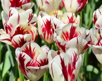 Cebulki tulipanów sorbet – 8 sztuk w mieszanym opakowaniu, różowe, czerwone, białe, wiosenne