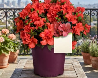 Encore Embers Azalea Live Plant | Red Evergreen Shrub 2 Gal
